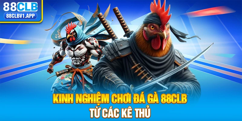 Kinh nghiệm chơi Đá Gà 88CLB từ các kê thủ