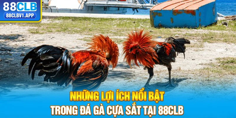 Những lợi ích nổi bật trong đá gà cựa sắt tại 88CLB