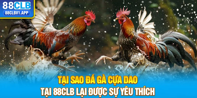 Tại sao đá gà cựa dao tại 88CLB lại được sự yêu thích