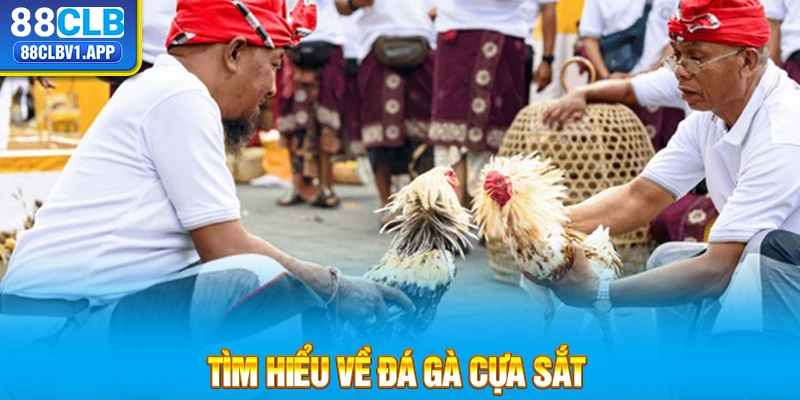 Tìm hiểu về đá gà cựa sắt